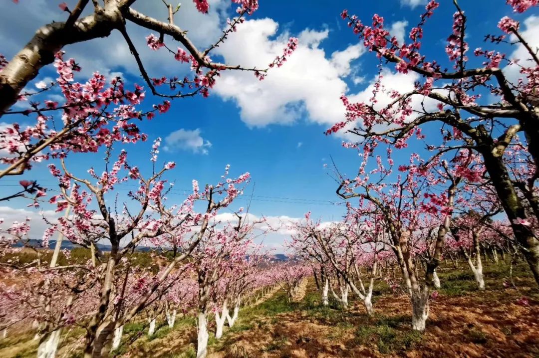 云品出滇入鲁,云品出滇简介