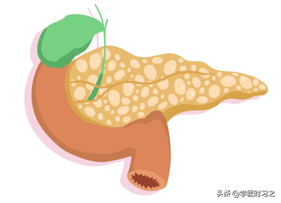 食物变成便便的过程是什么过程,食物变成大便的全过程