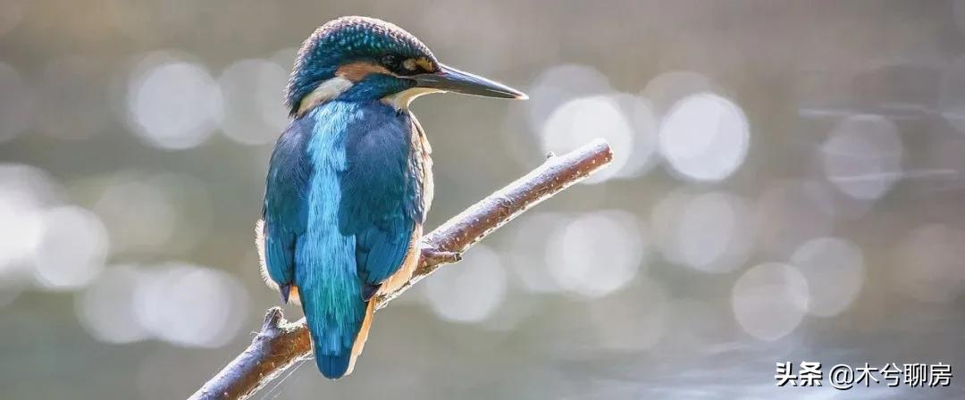 高新名校都有哪些,高新区好学校排名