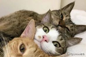 猫梳子去毛神器,去猫毛神器哪个最好