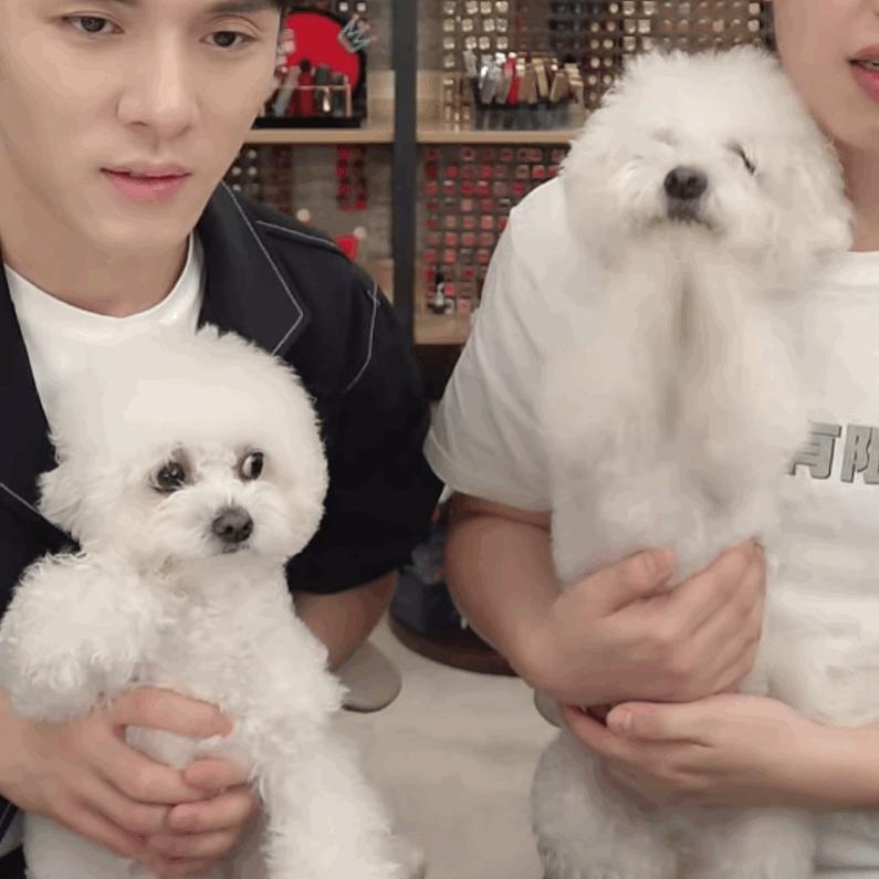 治疗犬到底是怎样的群体？我们的狗狗都能成为治疗犬吗?