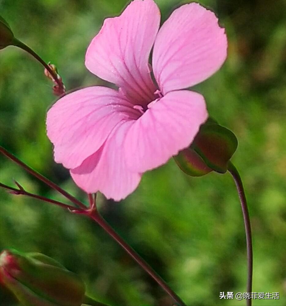 常见野草名称大全,农村常见野草名字大全