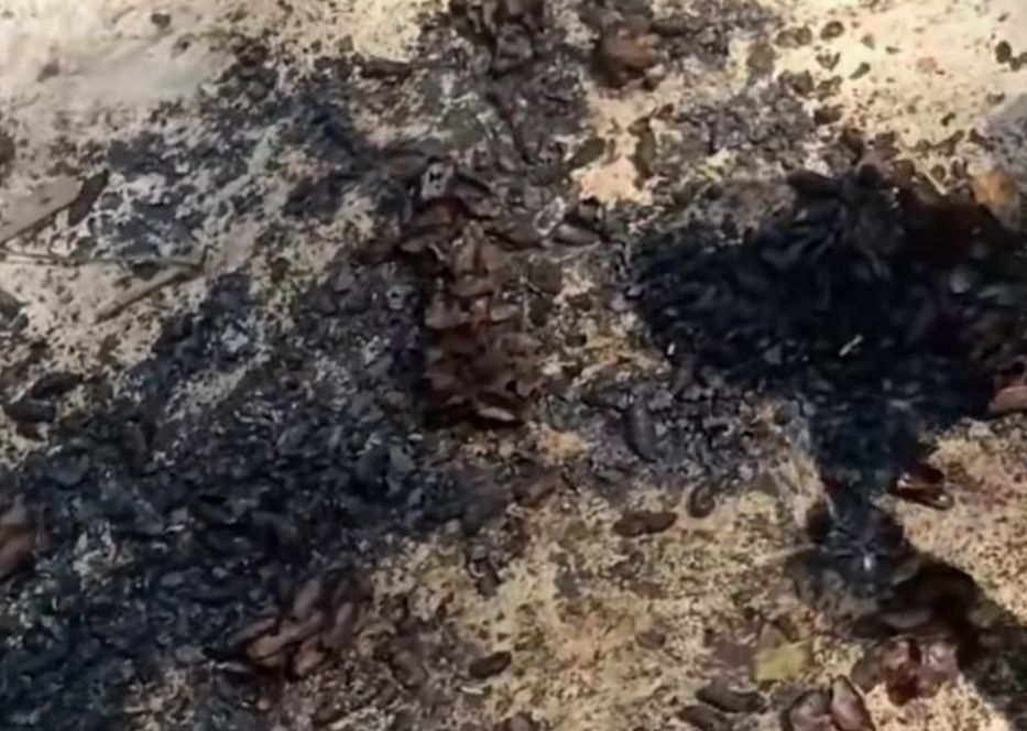 奇奇怪怪的美食零食,奇奇怪怪的美食图文