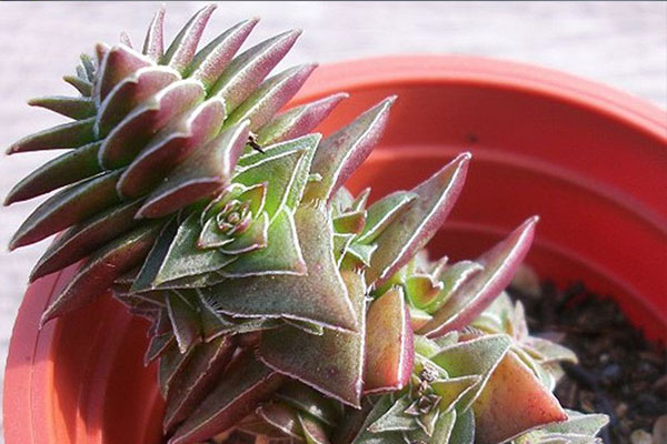 茜之塔如何养得肥大,茜之塔好养不