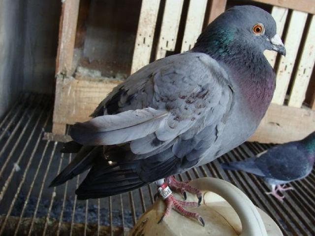 如何训练好赛鸽快速进棚的方法,如何训练赛鸽飞十几个小时