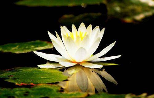 睡莲需要每年换吗,睡莲插花多久换一次水