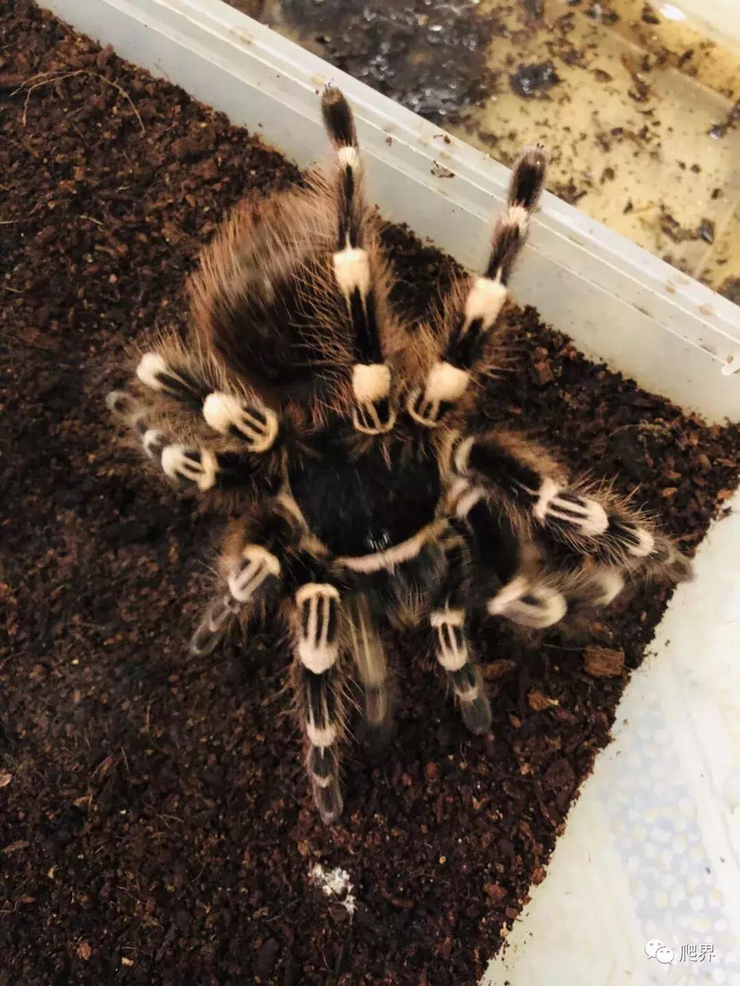 伦敦的爬宠店,隐藏在小区深处的店铺