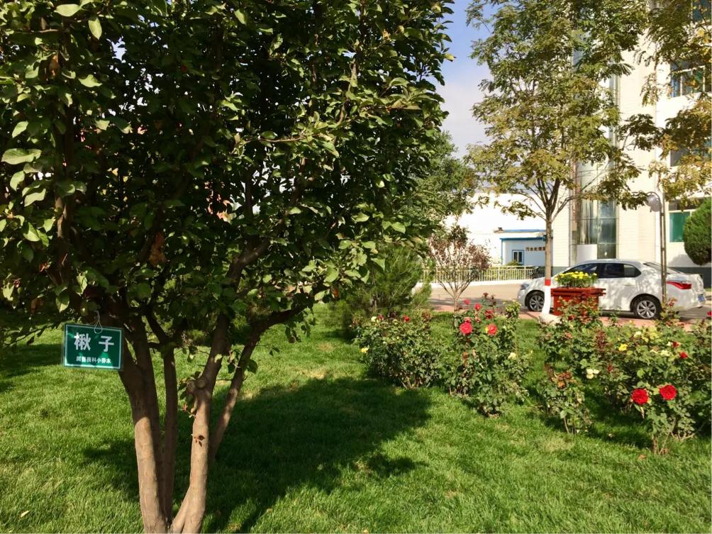 儿童鼻衄中医辨证,儿童鼻衄的中药治疗