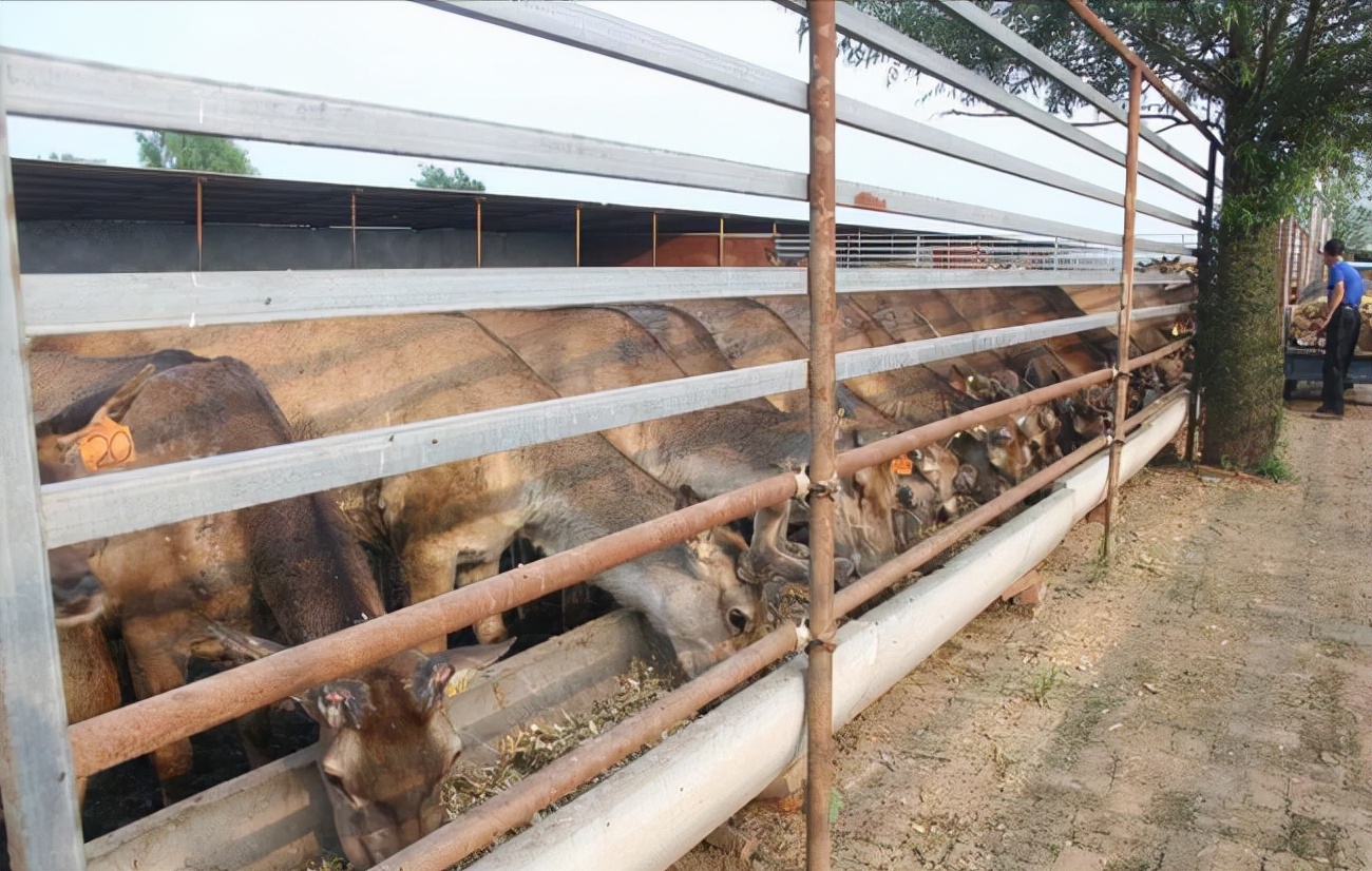 王娇养梅花鹿,梅花鹿王娇