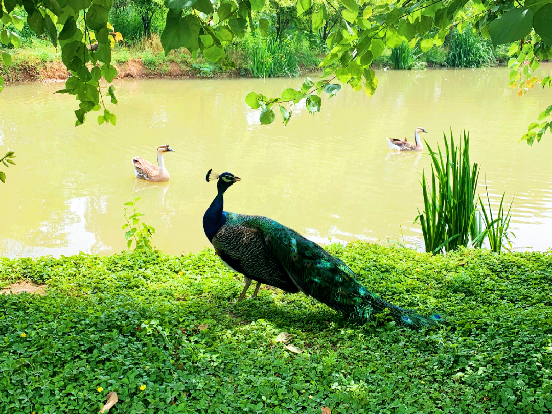 西安最新湿地公园,西安国家湿地公园