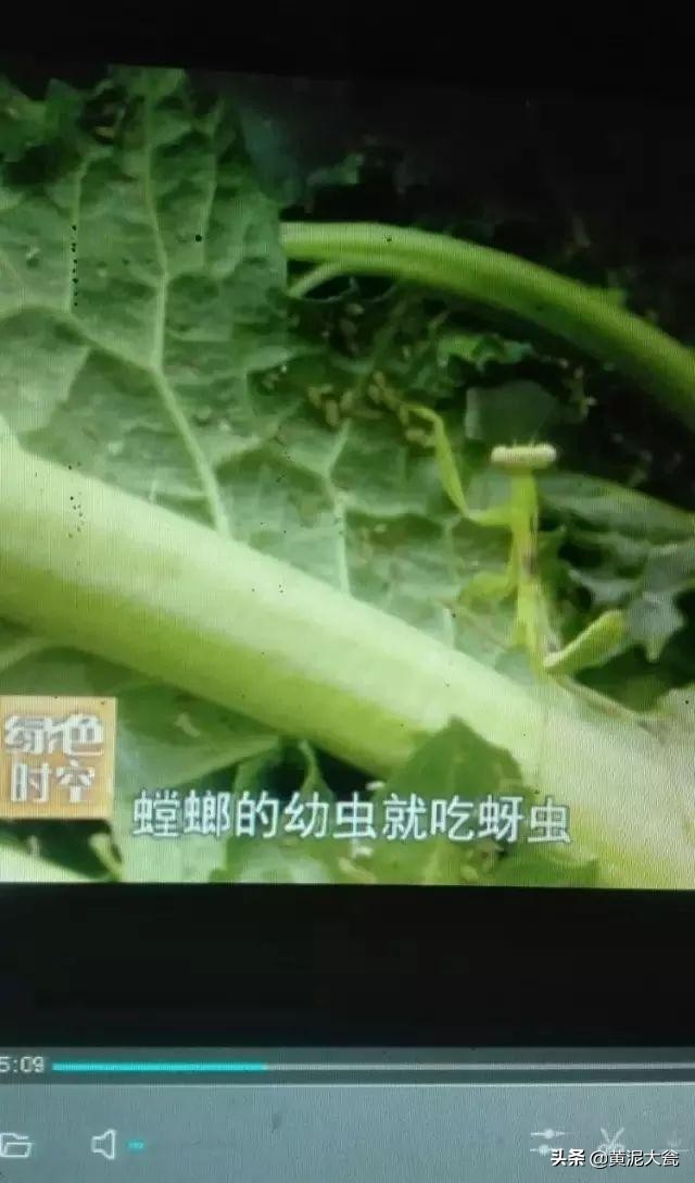 听大瓮聊聊生态种植里的那些事儿之昆虫篇（二）
