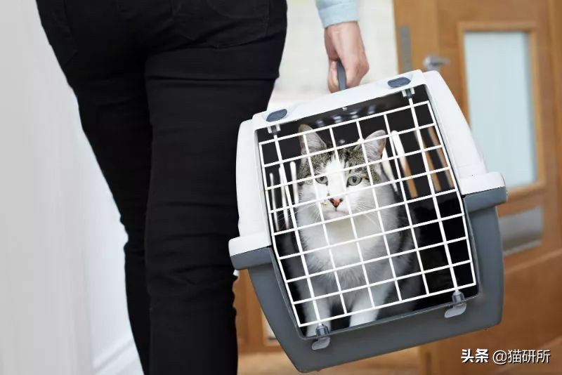 应该如何引导猫咪进航空箱,怎样让猫咪不害怕主人