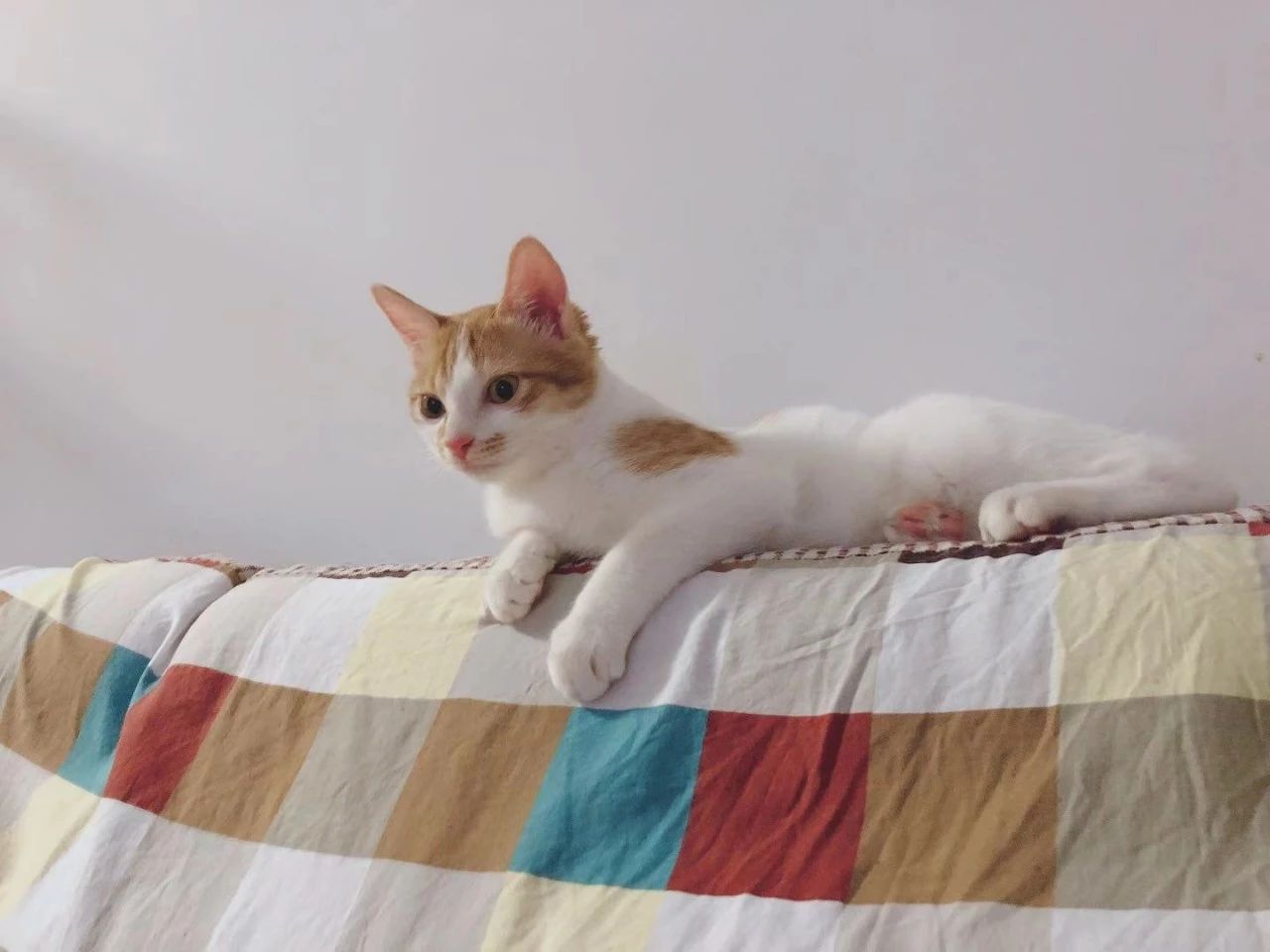 春节回家猫咪咋办,过年回老家猫咪怎么办