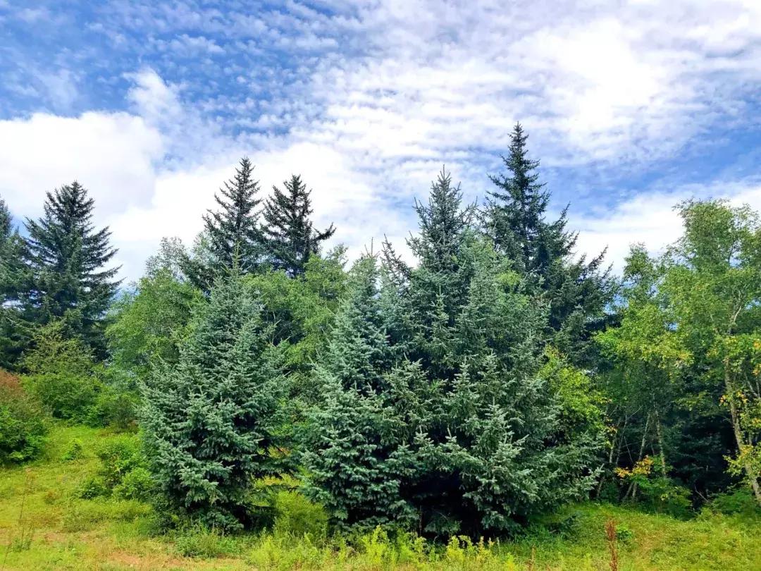 千松坝国家森林公园看云海,在万米的高空看云海