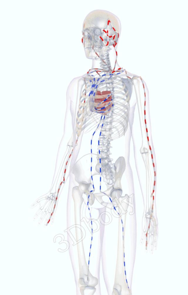 最新经络图精美3d动态循行图,经络3d动态循行图怎样制作