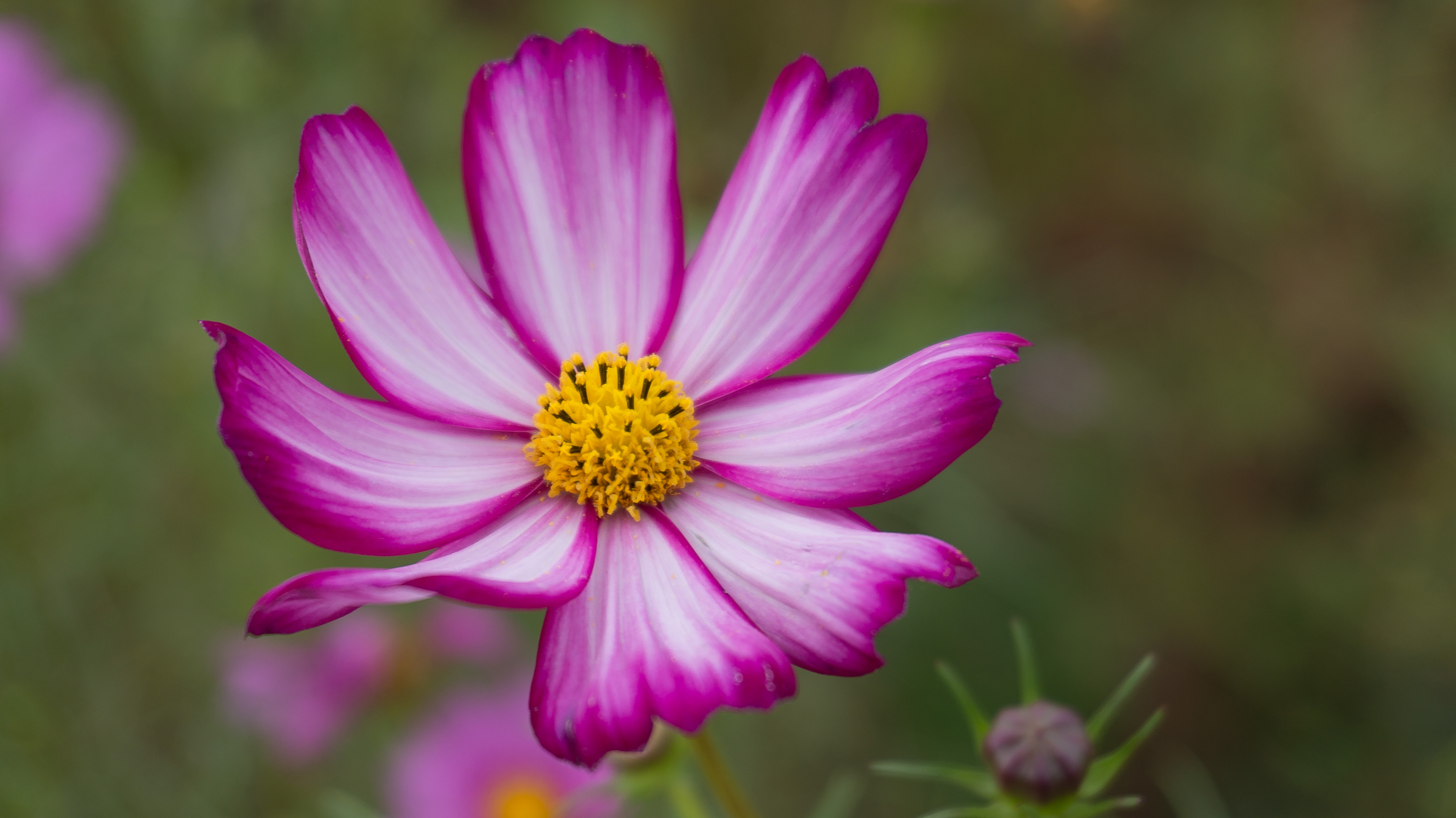 照片快速闪过教程,照片快速后期加日期水印