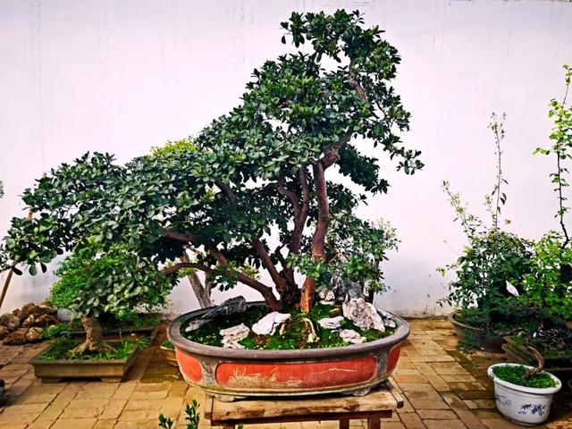 西安三桥附近哪里有花卉市场,西安北二环大明宫花卉市场地址