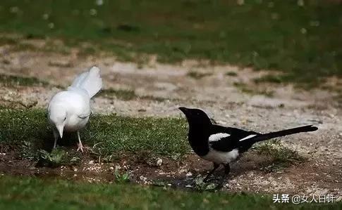 致命的60种动物,这100种动物你都认识吗