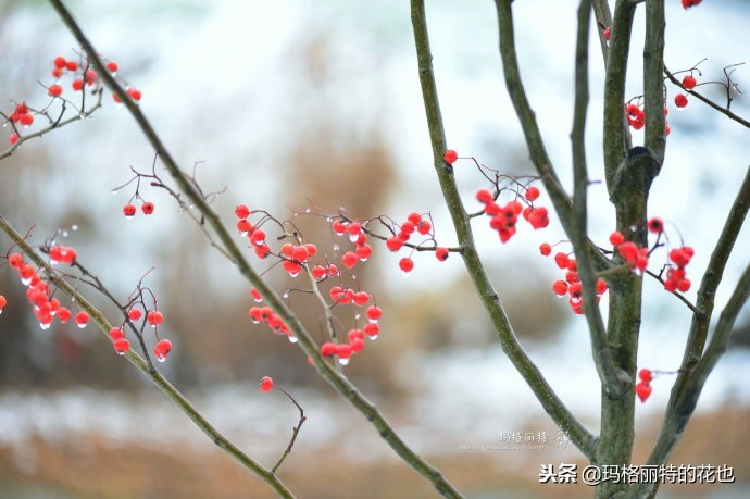 整个冬天都挂着的小红果，迷你山楂“冬果王”｜植物笔记