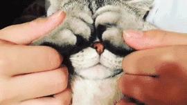 猫耳朵里有黑色脏东西是猫癣吗,猫耳朵里有黑黑的东西就是耳螨吗