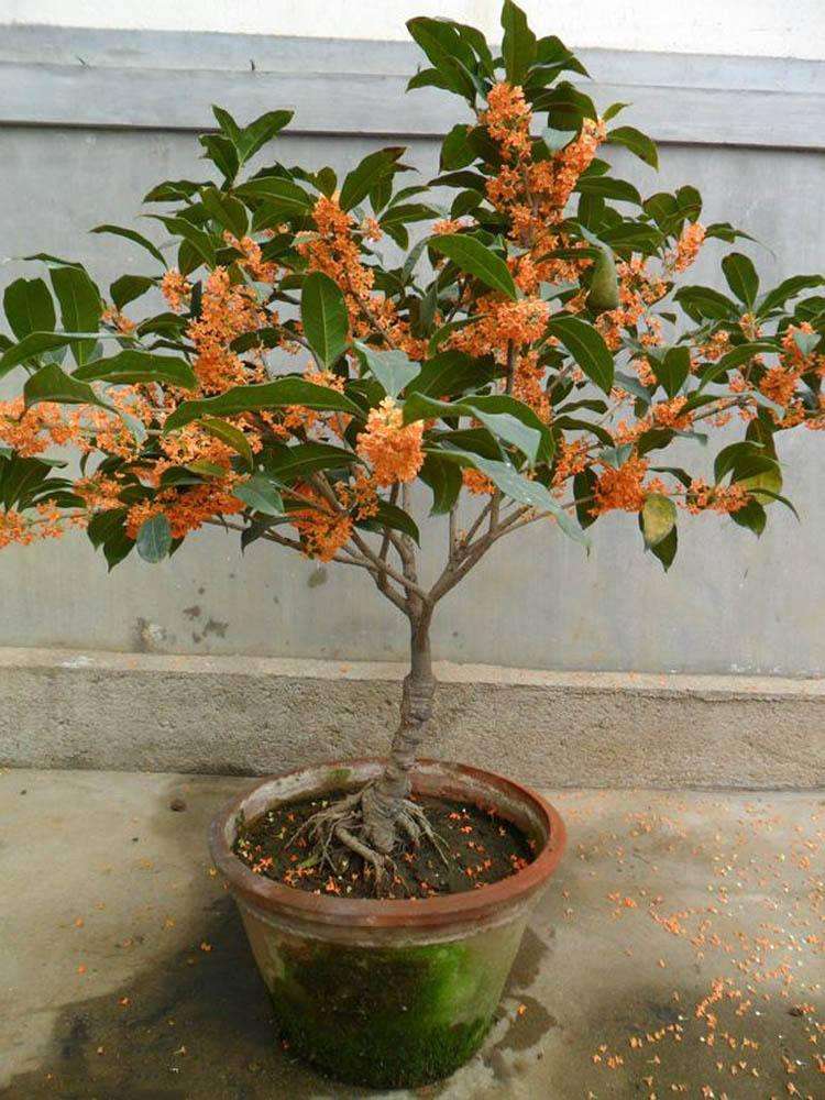 桂花怎么换盆注意事项,桂花换盆需要注意什么