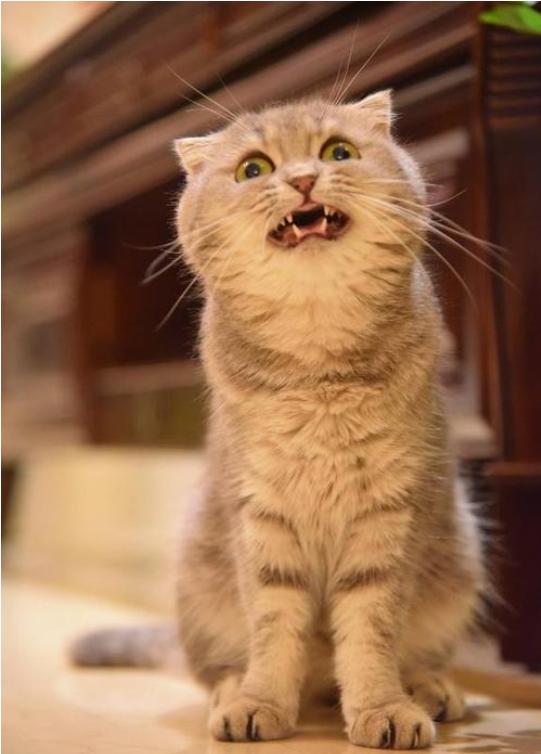 猫为什么一直看天花板害怕,猫对着天花板叫怎么回事