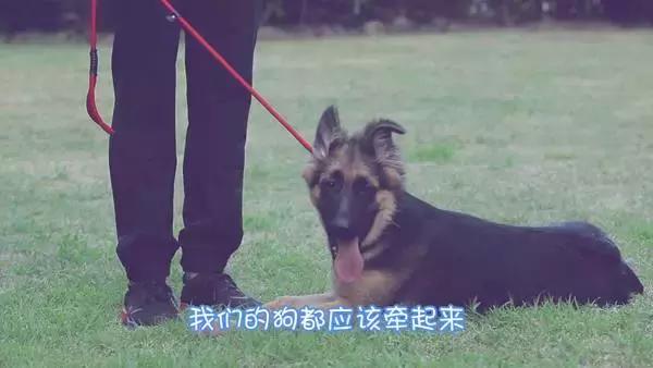 狗狗牵引带,狗狗防爆冲牵引绳怎么佩戴