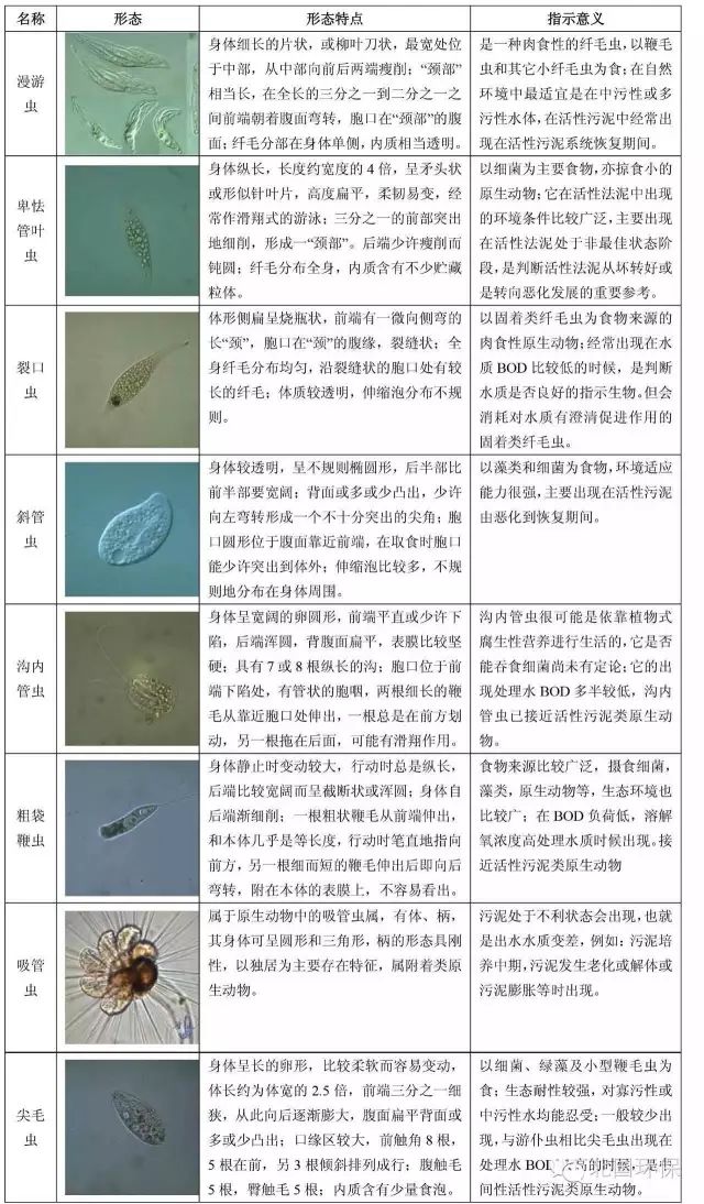 活性污泥微生物镜检,显微镜观察活性污泥微生物