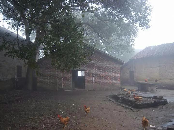 关于冯和马的谐音网名,冯和马这个姓氏的渊源