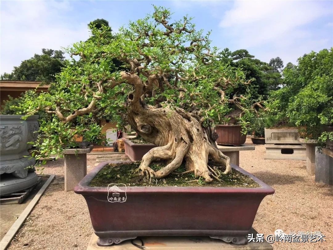 室内十大盆景名贵树种排名,十大盆景名贵树种排名火棘