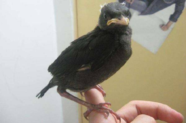 如何教八哥雏鸟学会自己喝水,八哥鸟幼鸟如何教语