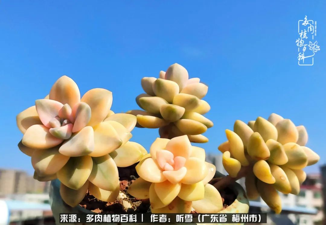 遇见多肉感恩生命中所有的相识,爱上多肉是个压力山大的事