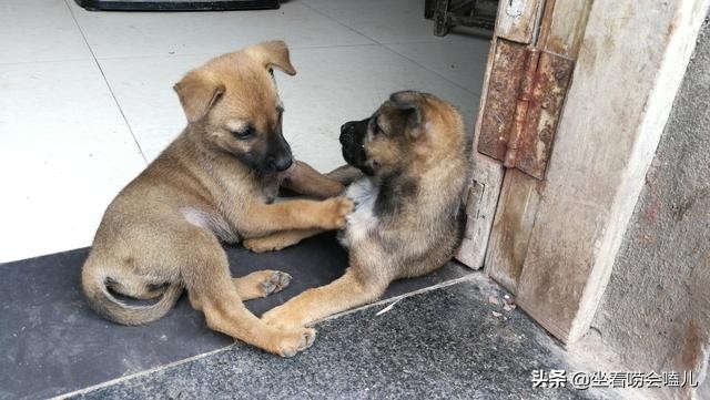 农村土狗迎接主人的悲惨下场,农村土狗自繁自养