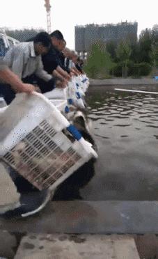 年度最搞笑沙雕动图,最近搞笑的动图