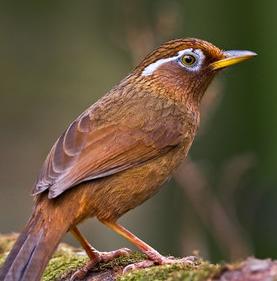 挑选画眉鸟的最好方法,挑选画眉鸟的方法和技巧