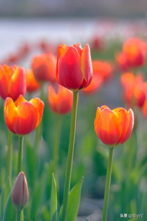 教师节送什么颜色的鲜花,教师节送花送什么颜色好