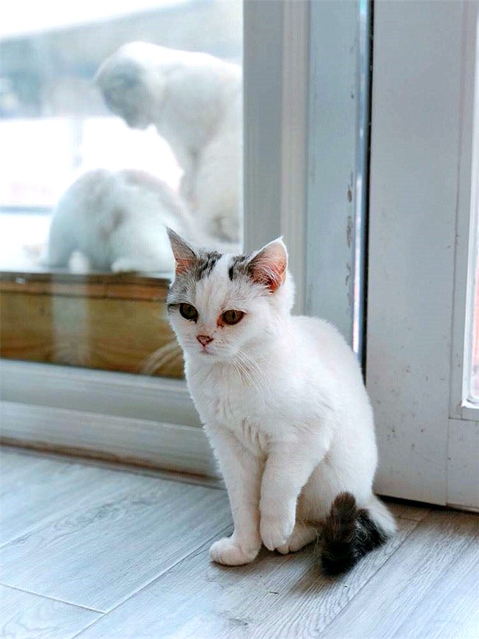 流浪猫妥善处理,滞销猫