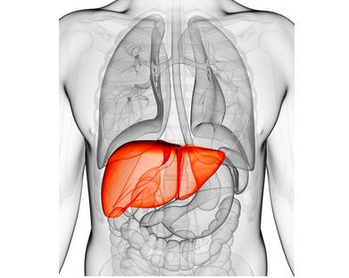 脂肪肝吃药一般多久能消失,减肥后脂肪肝多久才能消失