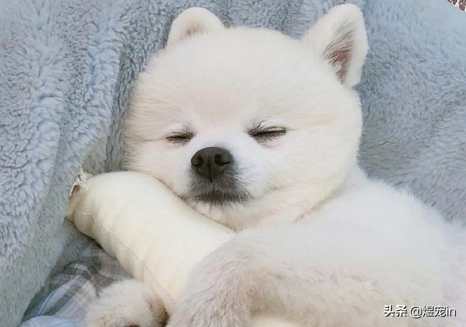 博美老是乱吃东西，这该如何是好？