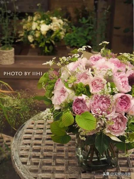 月季控对美的极致追求，尽在伊芙系列