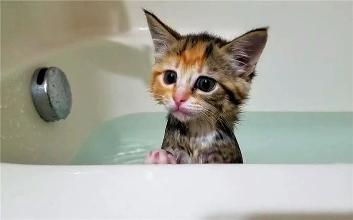 猫咪洗澡容易出现的常见情况,猫咪太小不能洗澡有味道怎么办