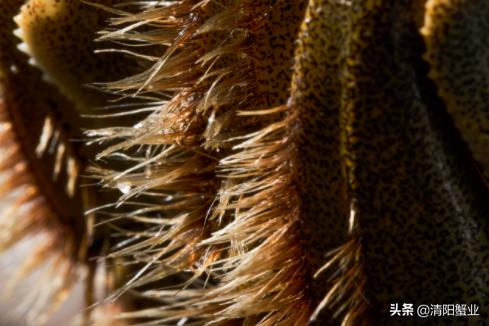 阳澄湖大闸蟹的特色怎么介绍,阳澄湖大闸蟹养成记