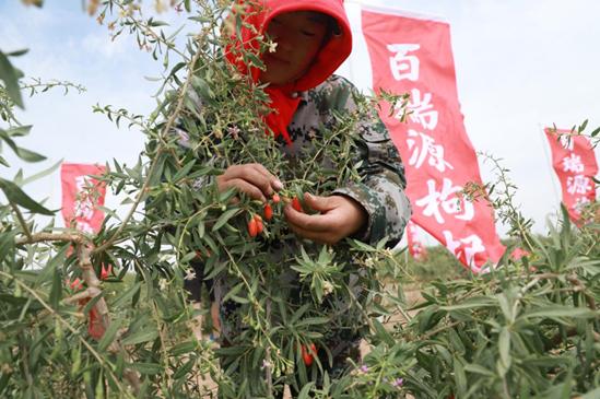 宁夏头茬红枸杞,宁夏头茬枸杞原浆官方旗舰店