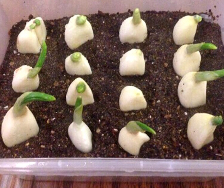 阳台种菜阳光不足种什么菜好,阳台上种菜没光照怎么办