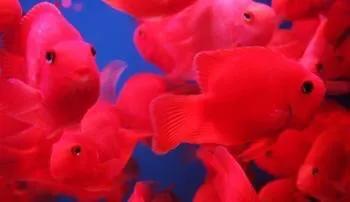 财神鱼哪种比较漂亮,起头财神鱼