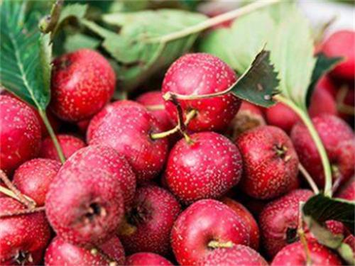 山楂树种植：科学规范管理山楂树，提高山楂树果实产量