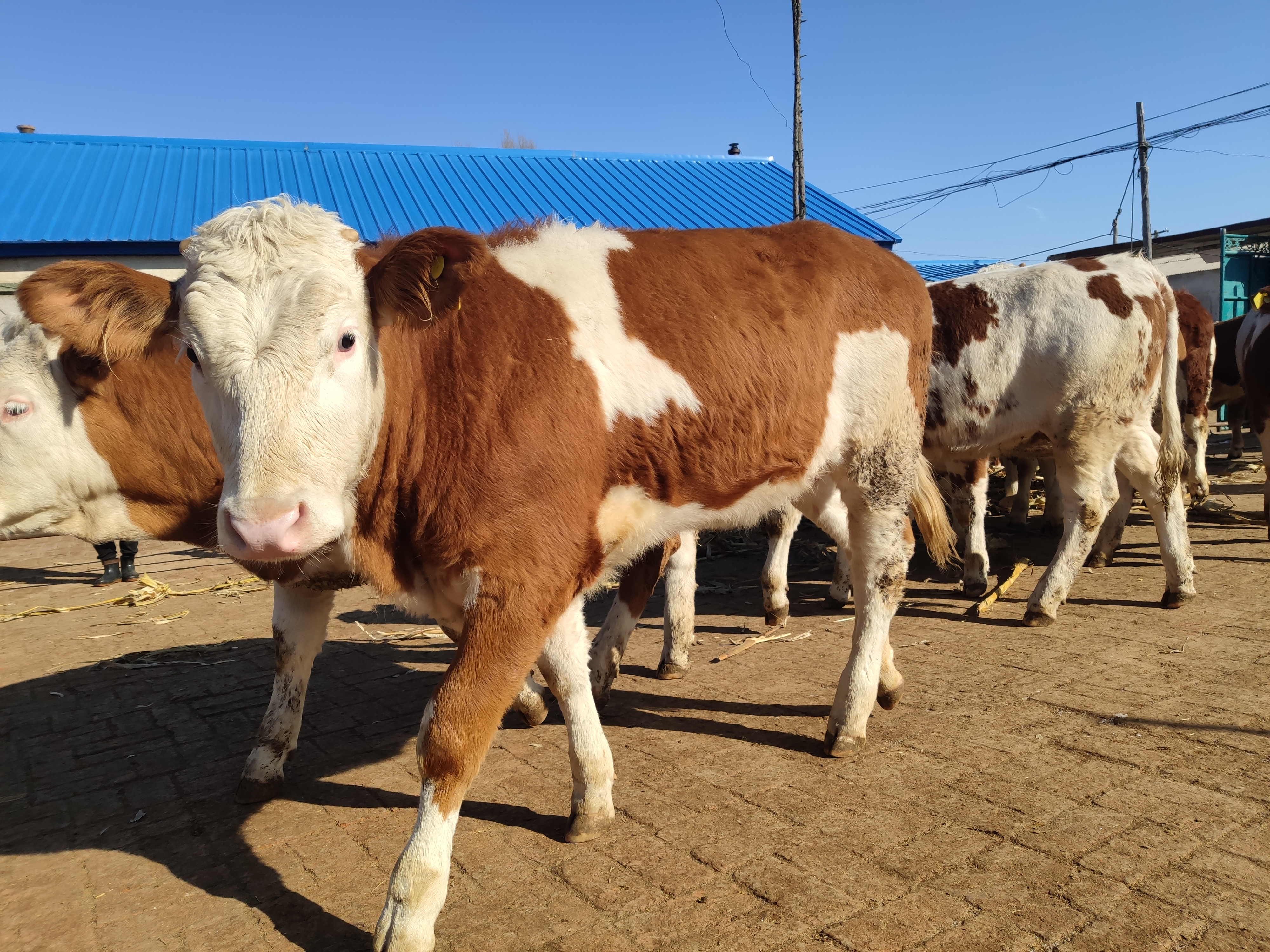 新手养牛是养母牛还是育肥牛好,什么样的母牛最好