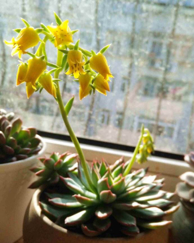 多肉法师开花需要剪掉吗,单头小多肉开花了怎么剪掉