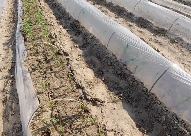 玉米出苗不齐，大小苗？教你一个方法，做好了一样能高产