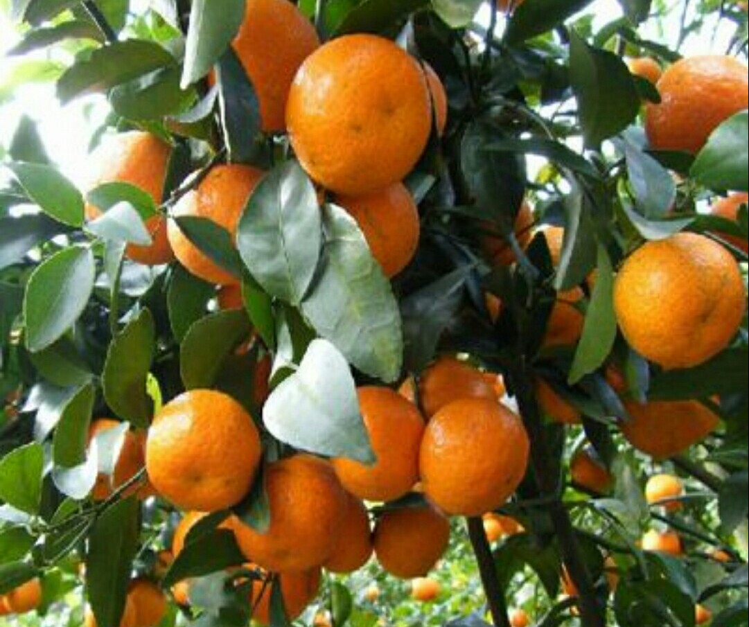 盆栽金桔掉叶掉果怎么办,盆栽金桔树冬天落叶落果